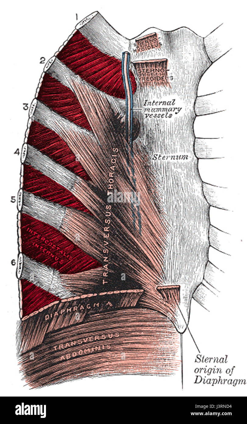 Muscle intercostal Banque D'Images