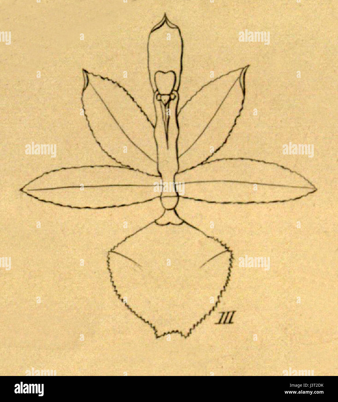 Kefersteinia découpe stapelioides de Xenia vol 1 pl 25 fig III (1858) Banque D'Images