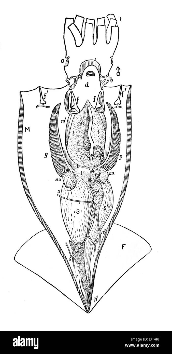 Illex illecebrosus est une espèce de calmars connue pour sa grande taille et son anatomie distinctive, communément trouvée dans l'Atlantique Nord. Son étude est cruciale pour la biologie marine et la physiologie des calmars. Banque D'Images