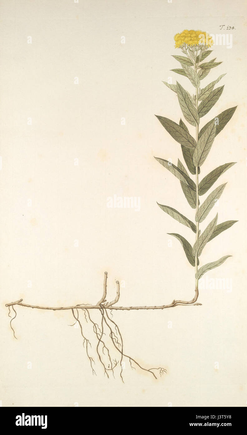 Inula germanica, communément connu sous le nom d'elecampane allemand, est une espèce végétale originaire d'Europe, connue pour ses propriétés médicinales et son utilisation dans les remèdes à base de plantes. Banque D'Images