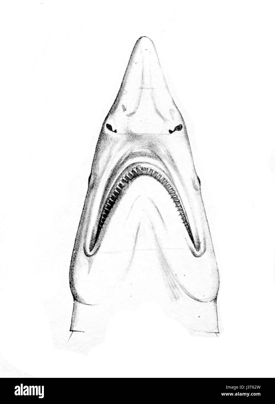 Isogomphodon oxyrhynchus rostre Banque D'Images