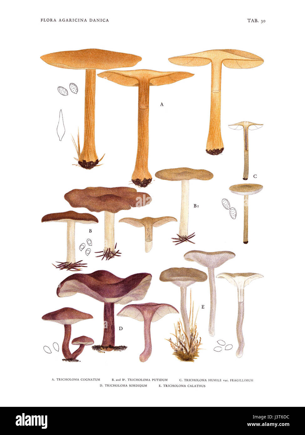 'Flora Agaricina Danica' de Jakob E. Lange est un travail botanique axé sur les espèces de champignons présentes au Danemark. Le volume 1, onglet 30, illustre probablement des espèces de champignons ou de champignons spécifiques indigènes à la région, servant de référence scientifique détaillée. Banque D'Images