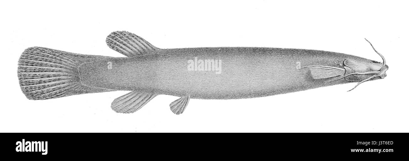 Ituglanis amazonicus est une espèce de poisson-chat originaire du bassin de l'Amazone en Amérique du Sud. Ce poisson d'eau douce est connu pour son aspect unique et son adaptabilité à l'écosystème riverâ€™s. L’espèce joue un rôle dans la chaîne alimentaire aquatique locale, contribuant à la biodiversité de l’Amazonie et des rivières environnantes. Banque D'Images