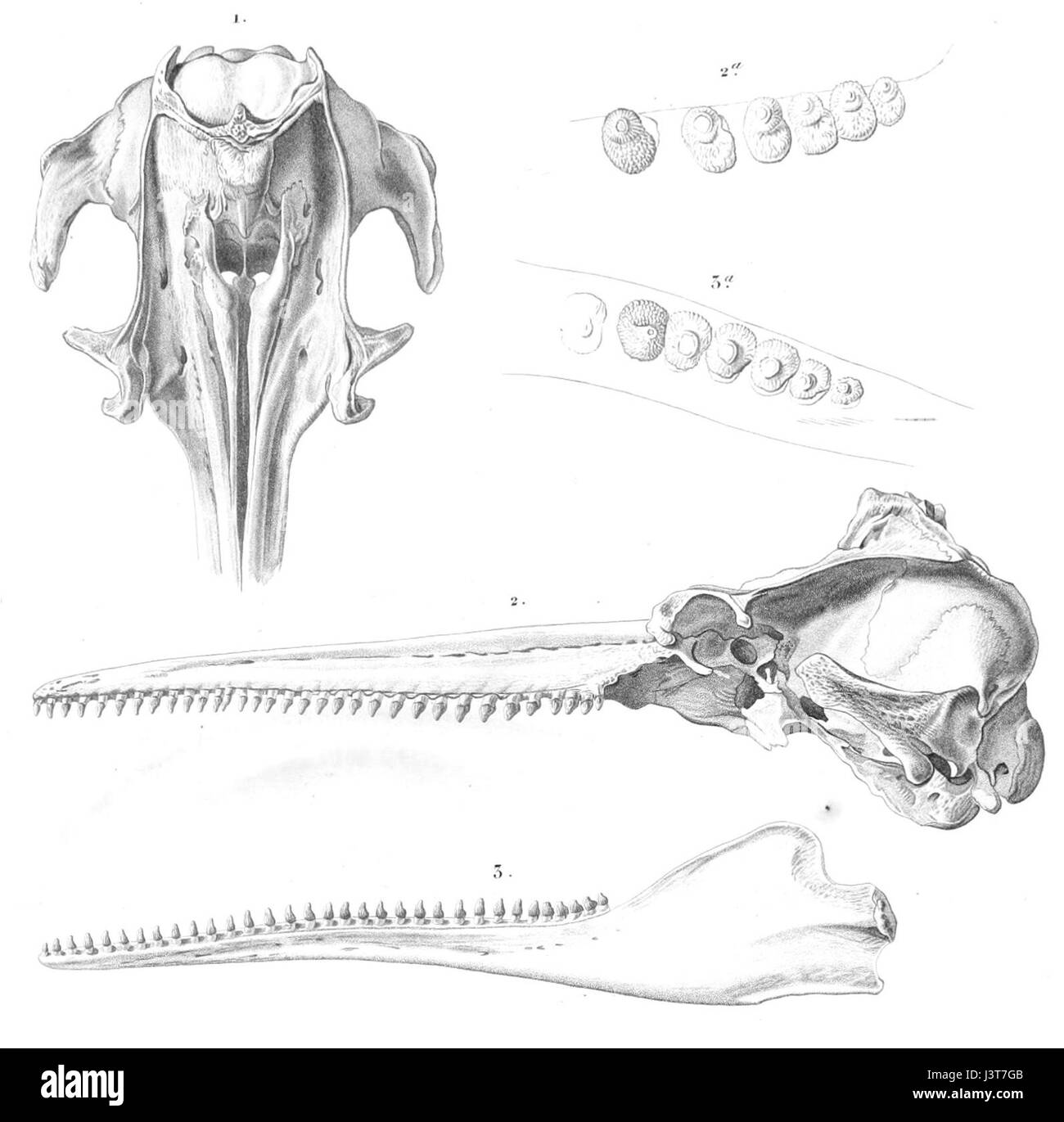 Le crâne de *Inia geoffrensis boliviensis*, une sous-espèce du dauphin d'Amazone, datant de 1847, représente un spécimen clé dans l'étude de l'anatomie et de la paléontologie des mammifères marins. L'espèce est originaire du bassin amazonien. Banque D'Images