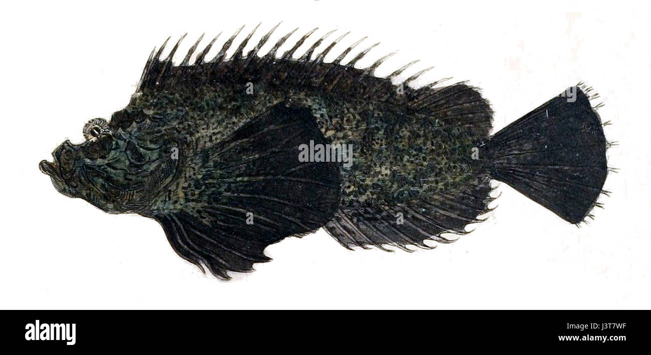 Inimicus japonicus, communément appelé caillebotis japonais, est un poisson venimeux trouvé dans les eaux côtières de la région Indo-Pacifique. Il est connu pour ses capacités de camouflage et son venin puissant. Banque D'Images