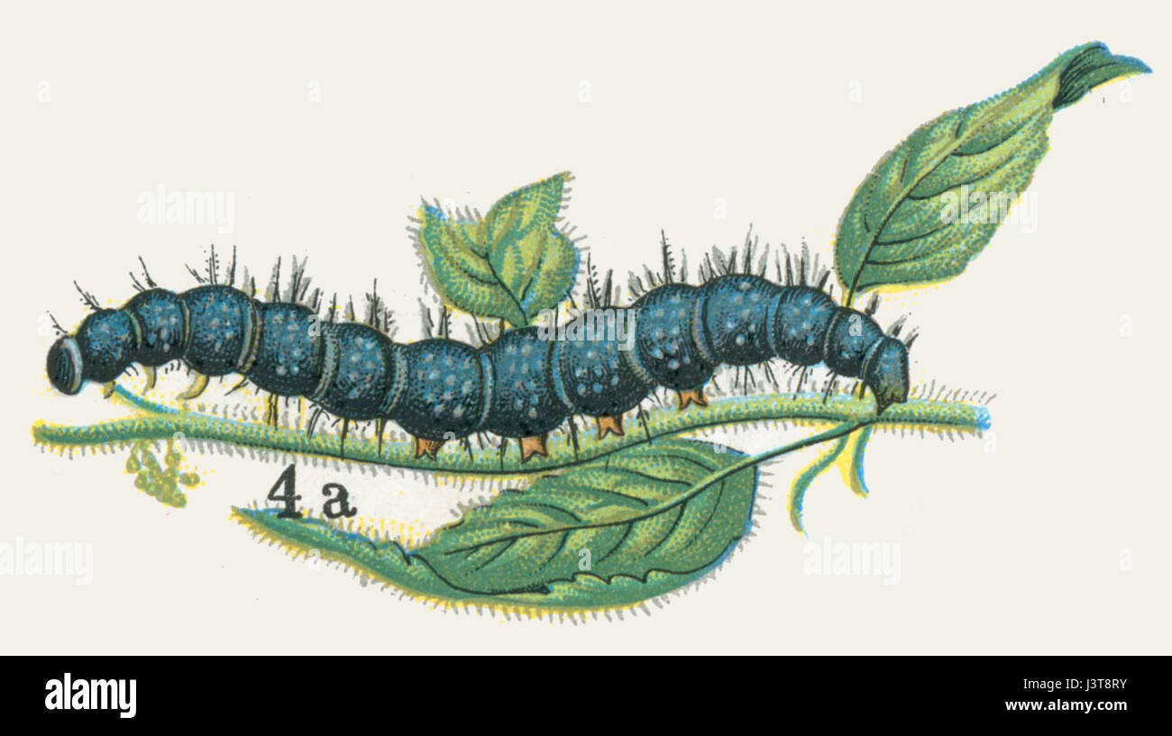 Inachis io, communément connu sous le nom de papillon paon, est connu pour ses ailes frappantes à motifs oculaires. Cette représentation, 'chenille Nemos', se concentre sur les caractéristiques délicates et les couleurs vibrantes des ailes du papillon. Banque D'Images