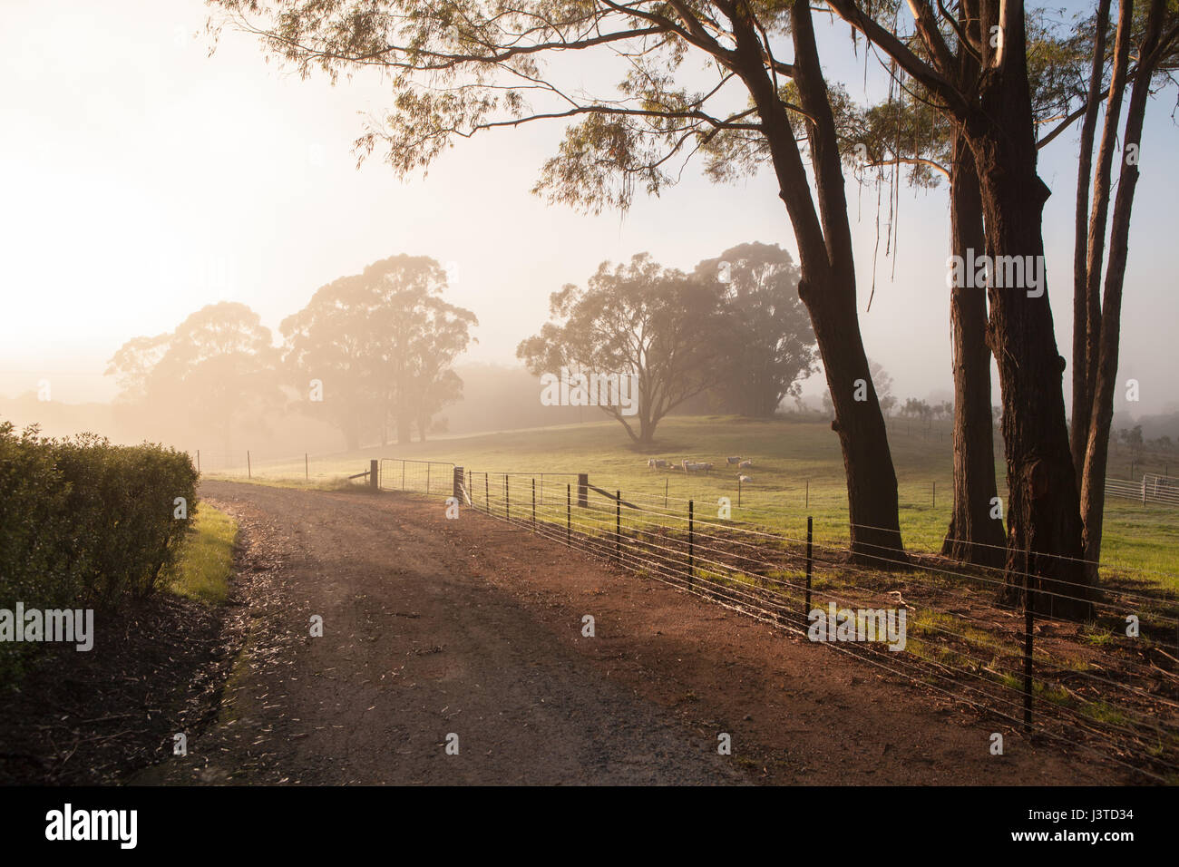 Ferme, Sydney, NSW, Australie Banque D'Images