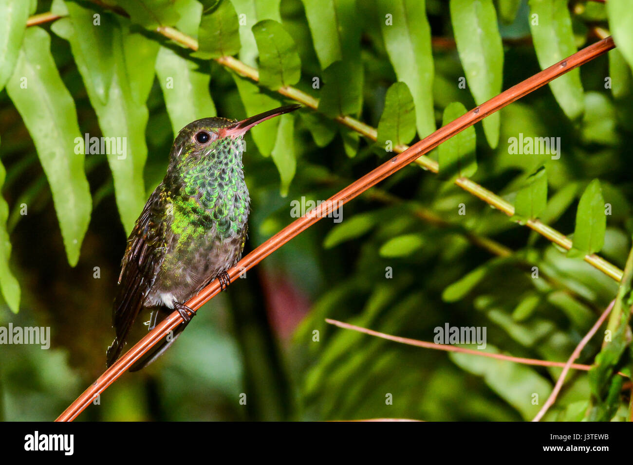 Le Colibri à queue Banque D'Images