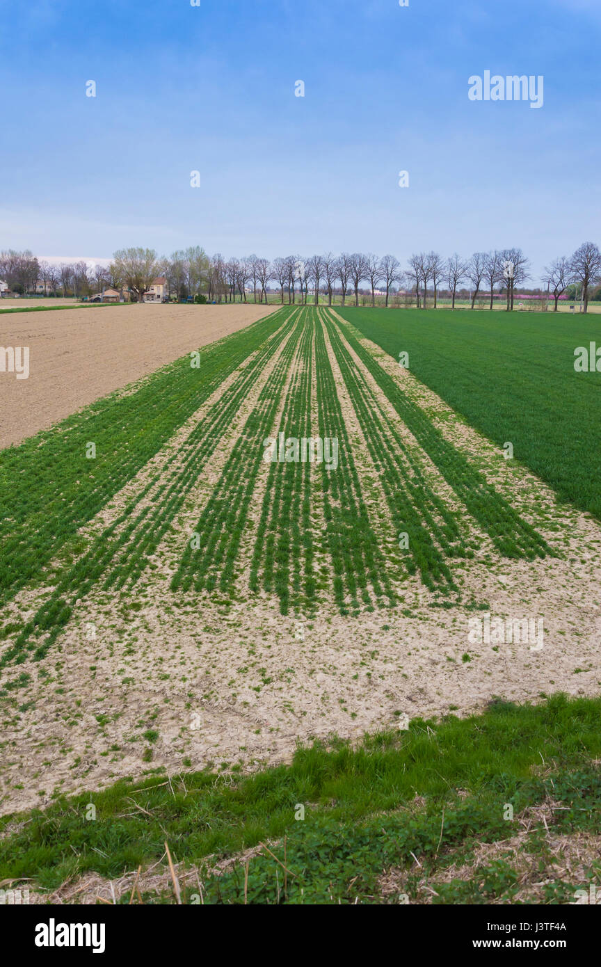 Des couleurs douces champ cultivé après le passage de tracteurs et l'ensemencement Banque D'Images