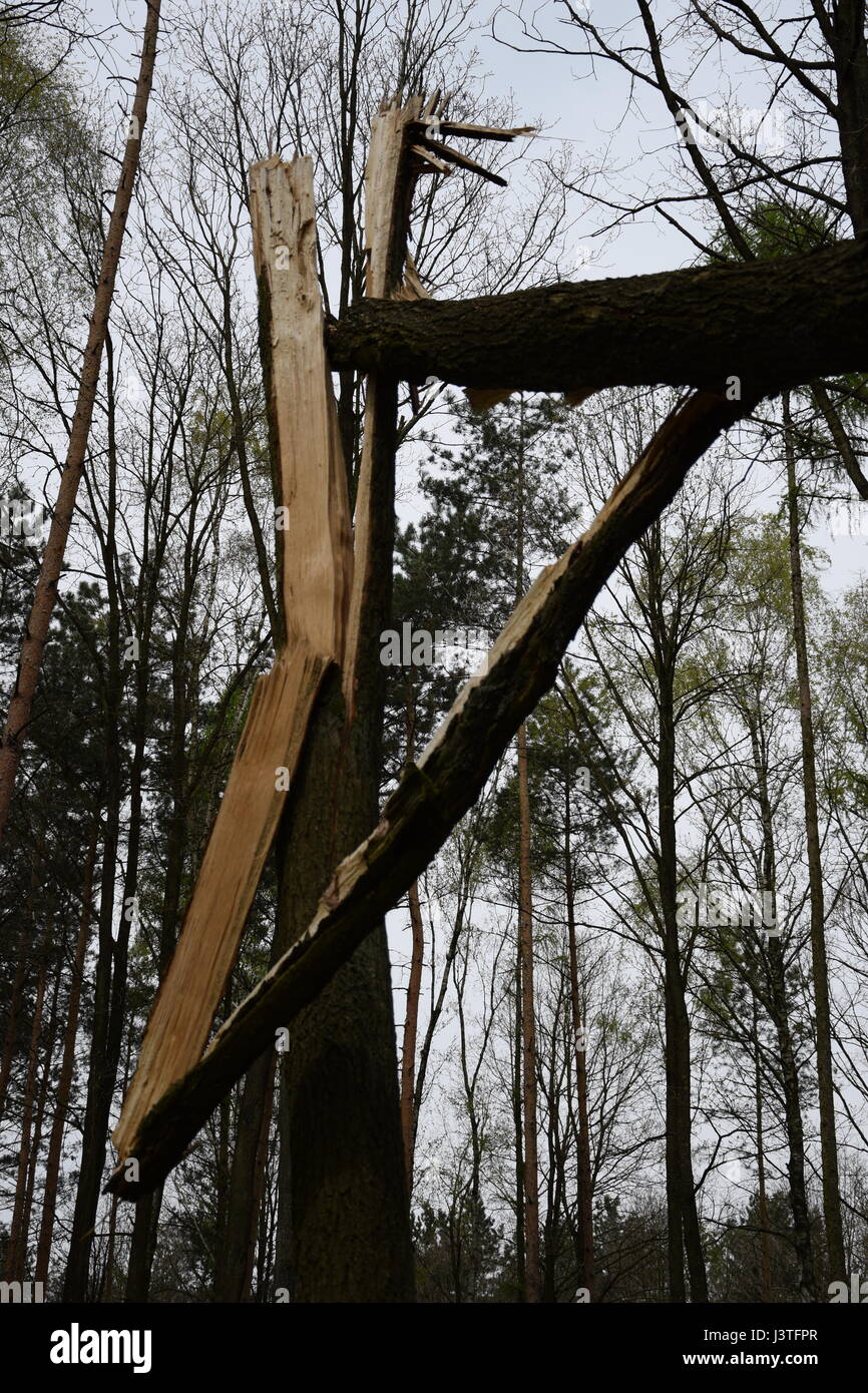 Ponction de la foudre d'un arbre Banque D'Images