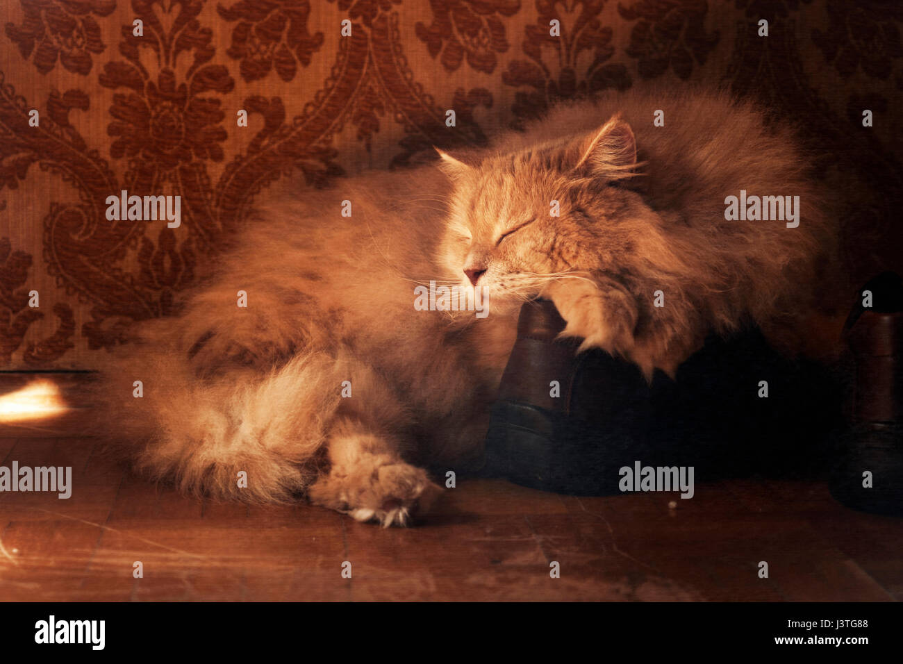 Chat sibérien. Dormir sur les chaussures. Banque D'Images