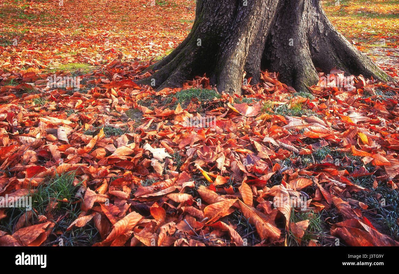 Saison d'automne. Un tapis de feuilles mortes dans le parc. Banque D'Images