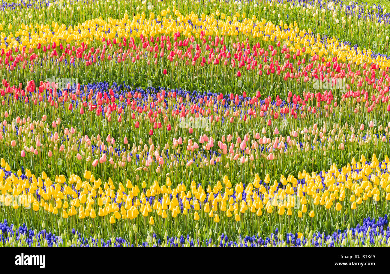 Tulipes colorées dans le jardin. Banque D'Images