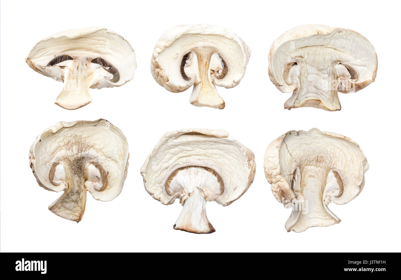 Les champignons séchés isolé sur fond blanc Banque D'Images