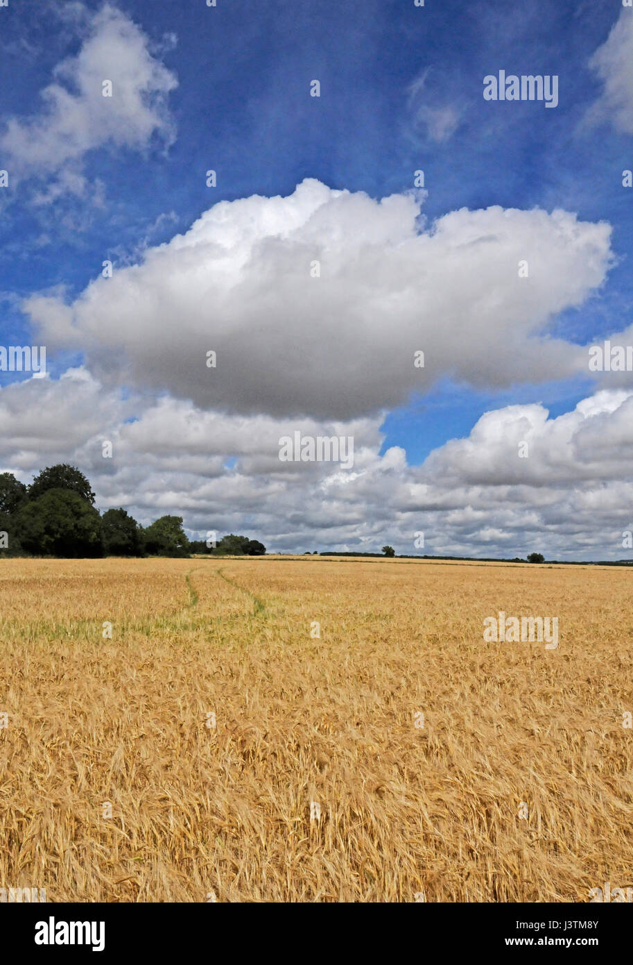 Paysage de champs de Cotswold country en plein été avec un grand ciel et nuages Banque D'Images