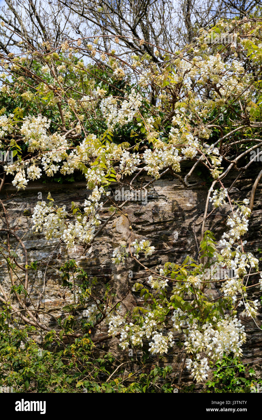 Blanc, la fin du printemps les fleurs de l'alpiniste ligneuses à feuilles caduques, Wisteria sinensis 'Alba', dans le jardin en contrebas de la maison du jardin, Devon Banque D'Images
