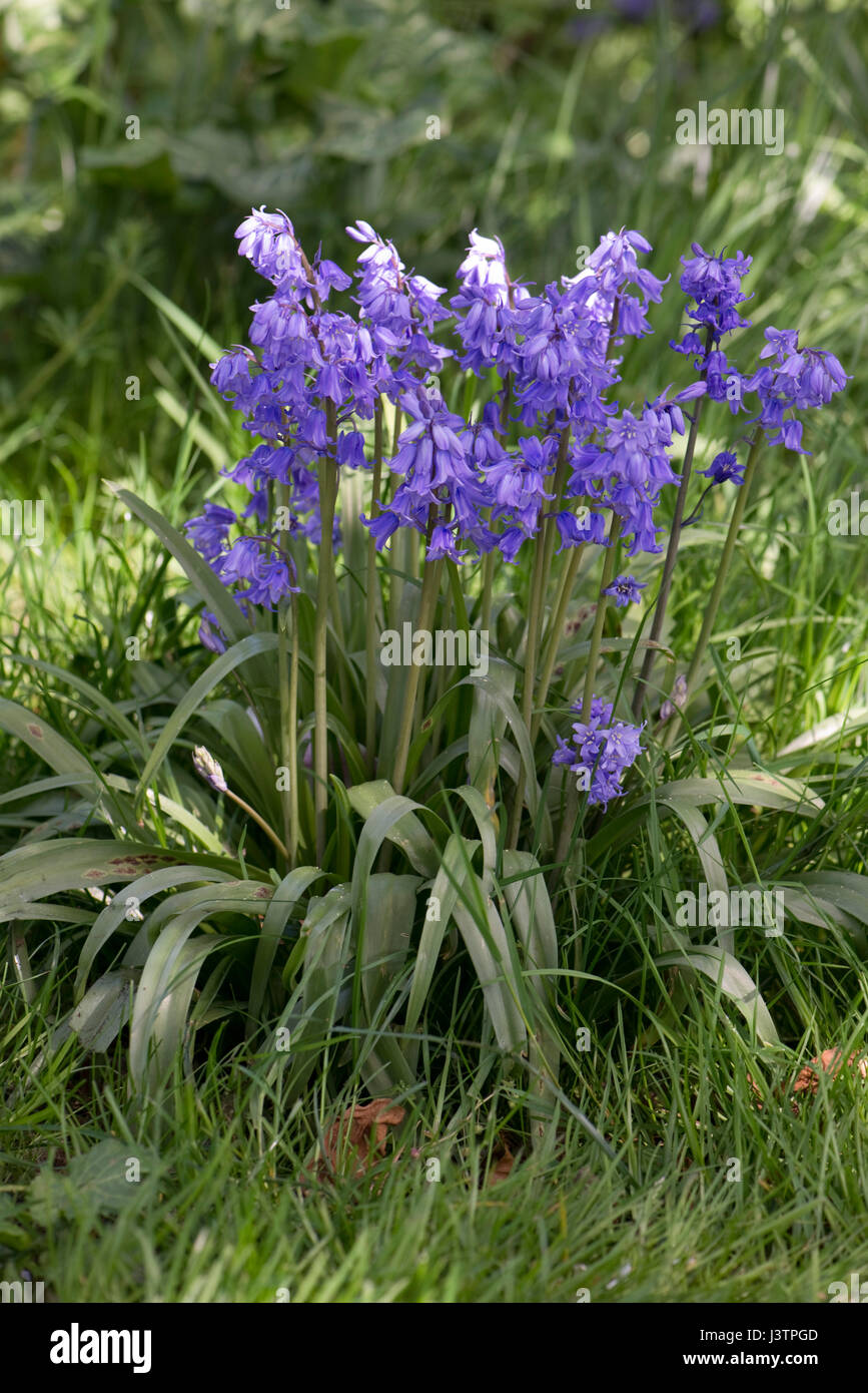 L'Espagnol bluebells, Hyacinthoides hispanica, en pleine fleur bleue dans un environnement boisé. Ces plantes sont envahissantes et de s'hybrider avec les Anglais nativ Banque D'Images