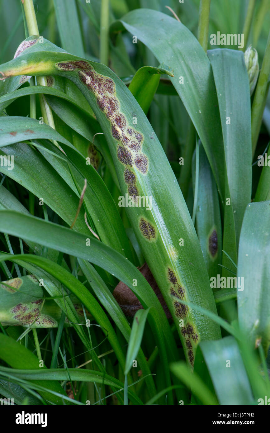 Bluebell, rouille Uromyces muscari, la maladie sur les feuilles de l'espagnol bluebells en fleur. Jacinthes des bois en croissance d'ornement Banque D'Images