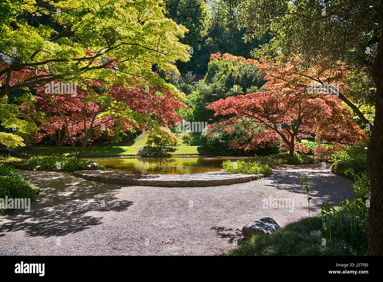 Jardin botanique japonais avec petit étang et de nombreuses variétés d'arbres éclairé par le soleil Banque D'Images