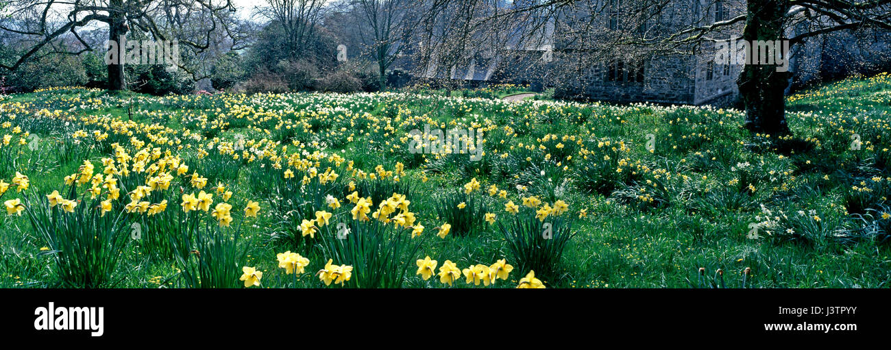 Prairie au printemps de jonquilles au jardin Hôtel Laminak Banque D'Images