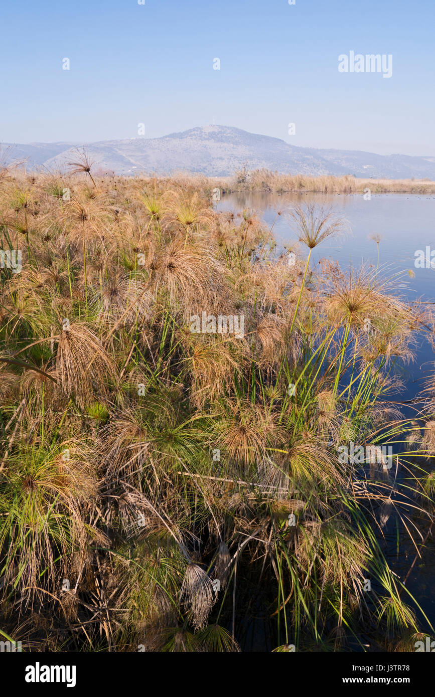 Marais de papyrus dans la réserve naturelle de Hula, Vallée de Hula, le nord d'Israël, Janvier Banque D'Images