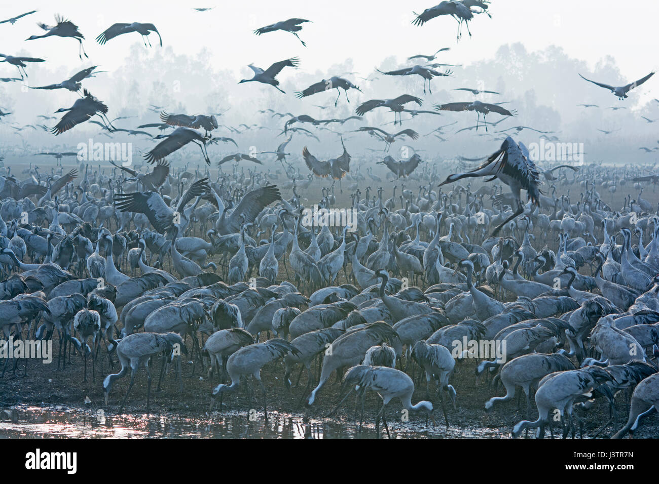 Grues Cendrées Grus grus, l'hivernage au lac Hula Hula Valley Park, dans le Nord d'Israël. Agriculteurs disséminent 8 tonnes de maïs par jour sur vers le marais de garder Banque D'Images