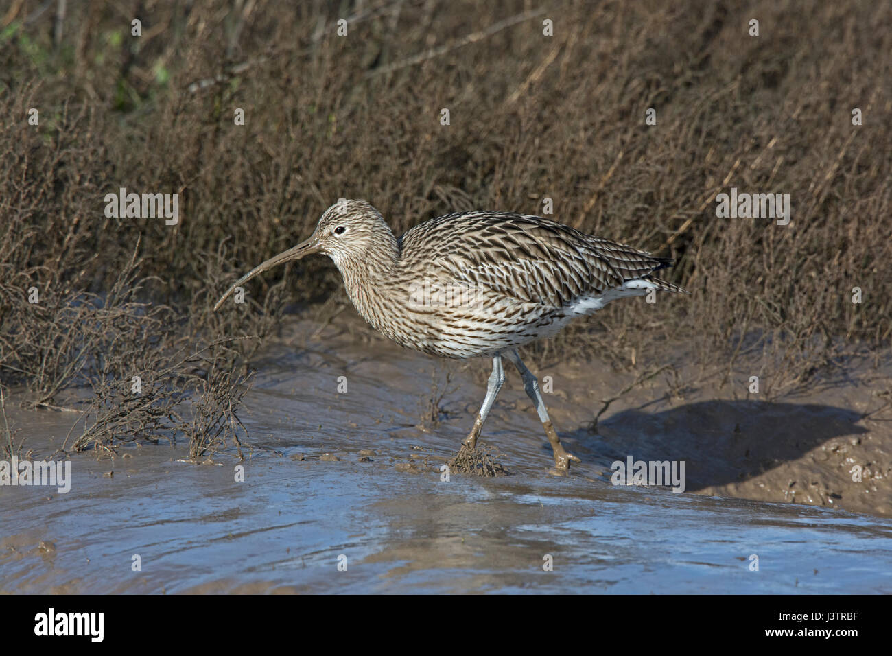 Courlis cendré Numenius arquata Titchwell, hiver Norfolk Banque D'Images