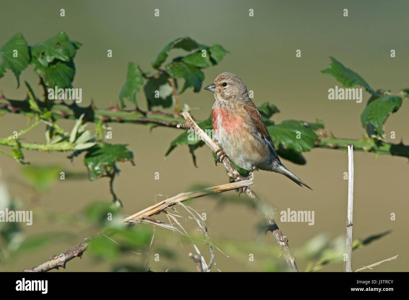 Linaria cannabina Linnet commun homme Salthouse Norfolk summer Banque D'Images