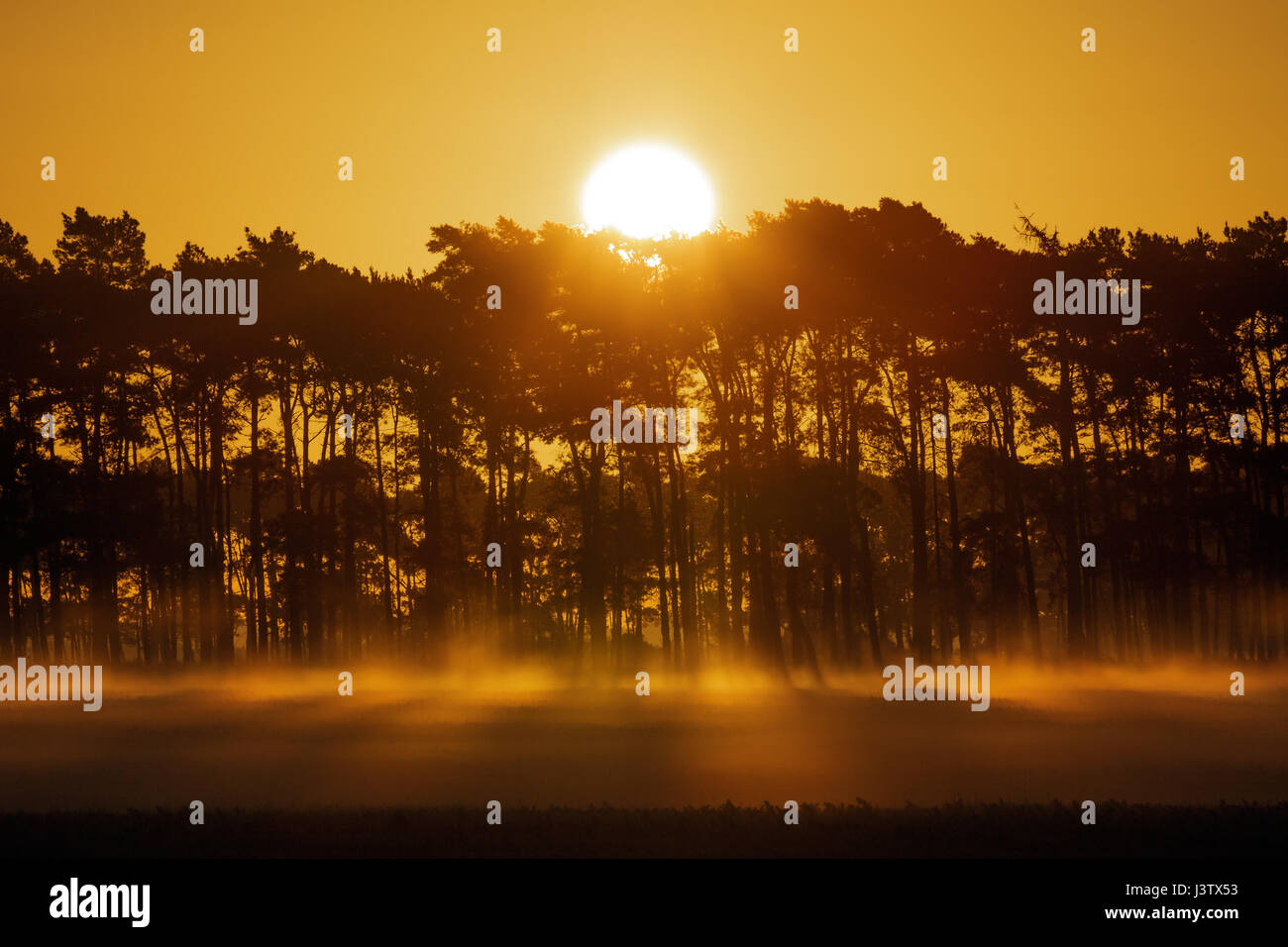 Le soleil se lève derrière une rangée d'arbres et de brûlures sur le tôt le matin du brouillard au sol. Banque D'Images