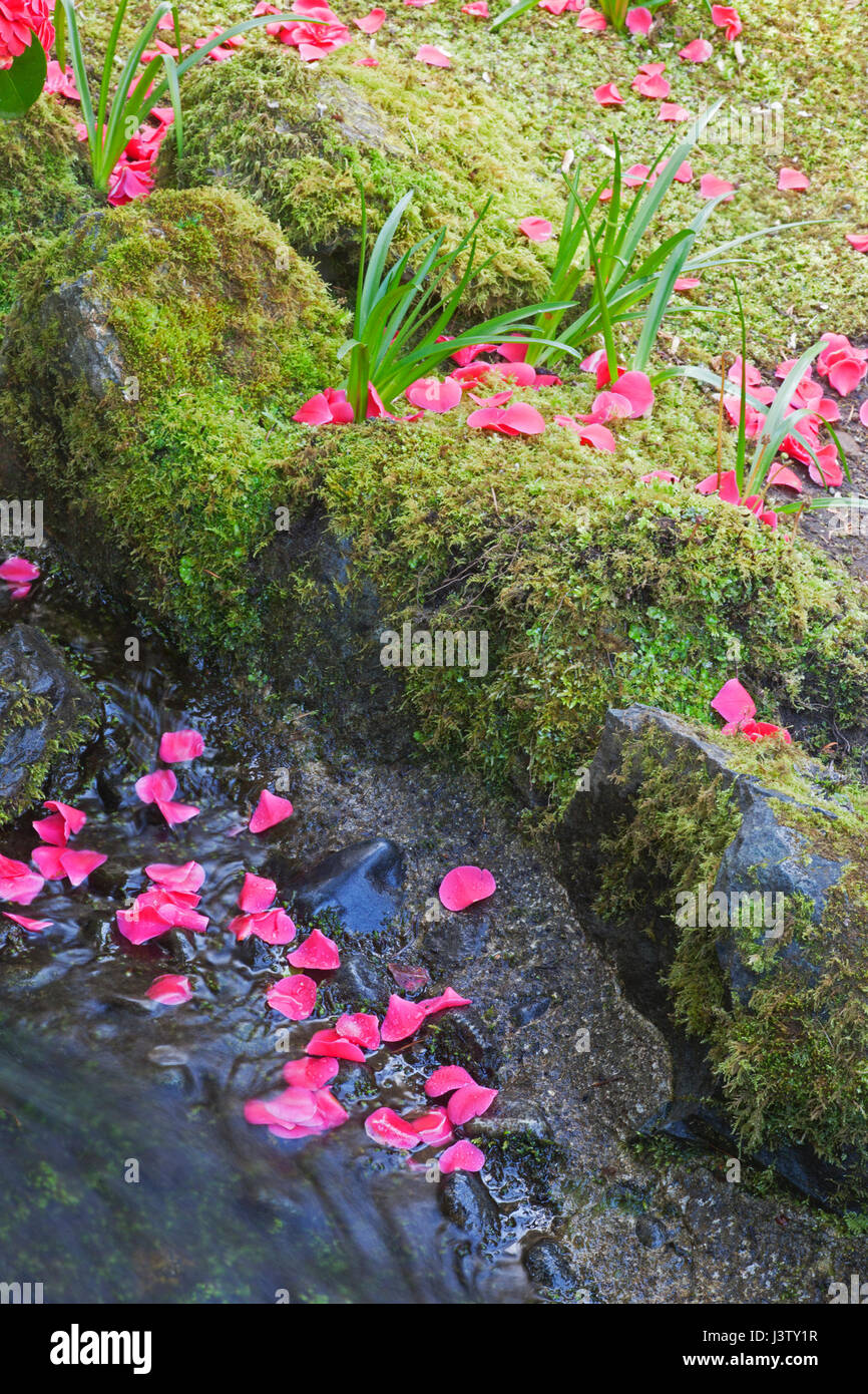 Pétales de fleurs tombés au bord d'un ruisseau avec des bancs de mousse dans les jardins Butchart Banque D'Images
