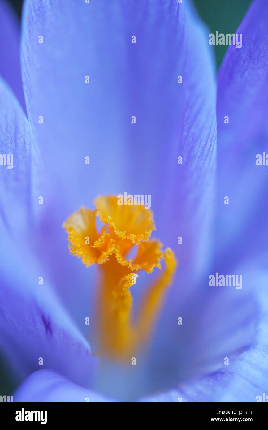 Gros plan de fleurs dans les jardins Butchart Gardens Banque D'Images