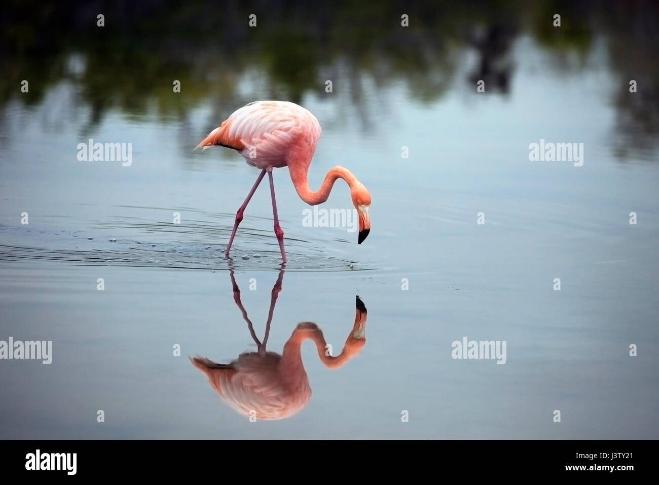 Flamants d'Amérique (Phoenicopterus ruber) barboter dans un lagon salin peu profond à Las Bachas sur l'île de Santa Cruz dans les îles Galapagos Banque D'Images