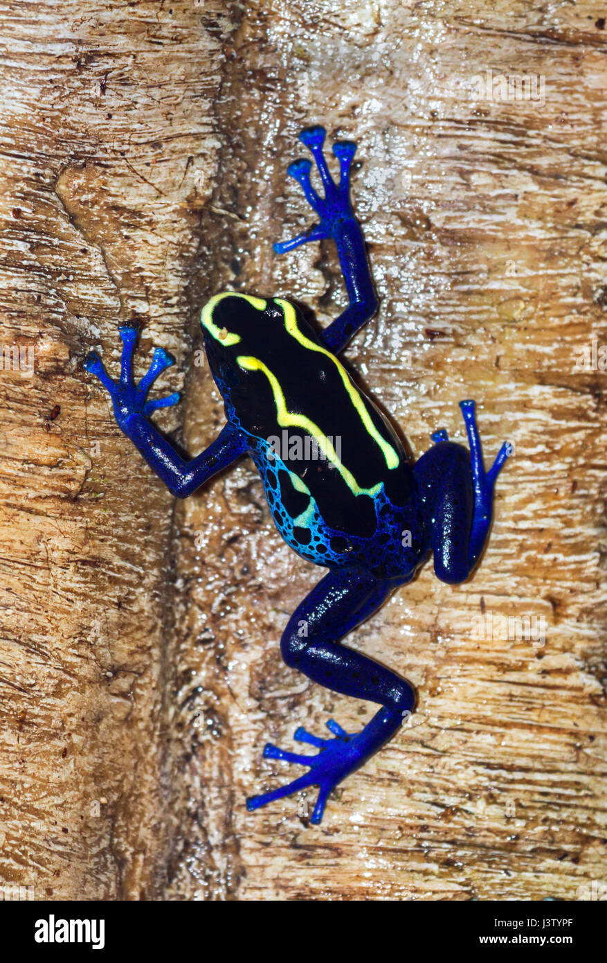Dyeing poison dart frog (Dendrobates tinctorius). Banque D'Images
