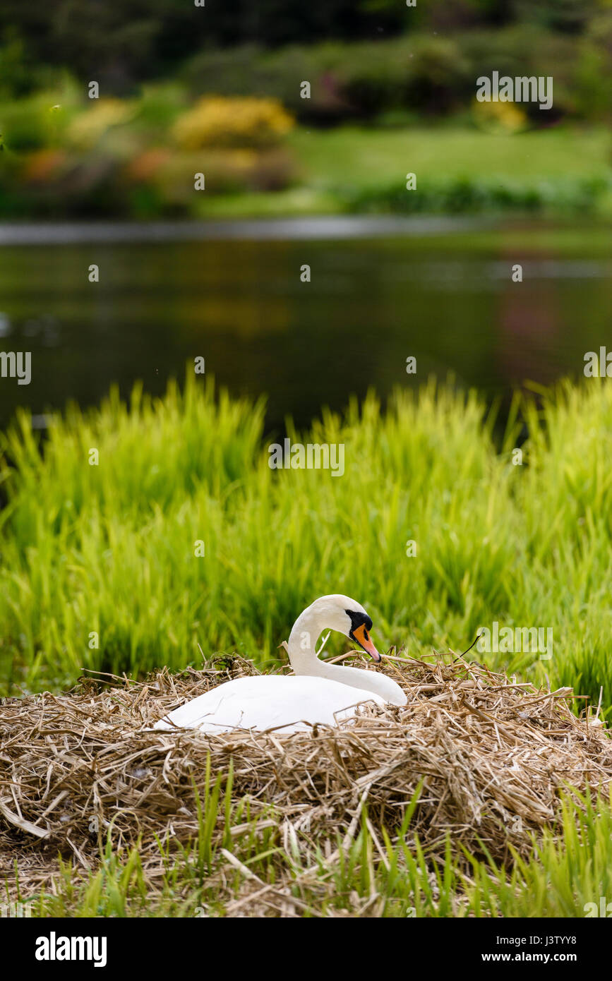 Femme cygne muet leurs œufs sur son nid parmi les lits de roseaux sur un lac Banque D'Images