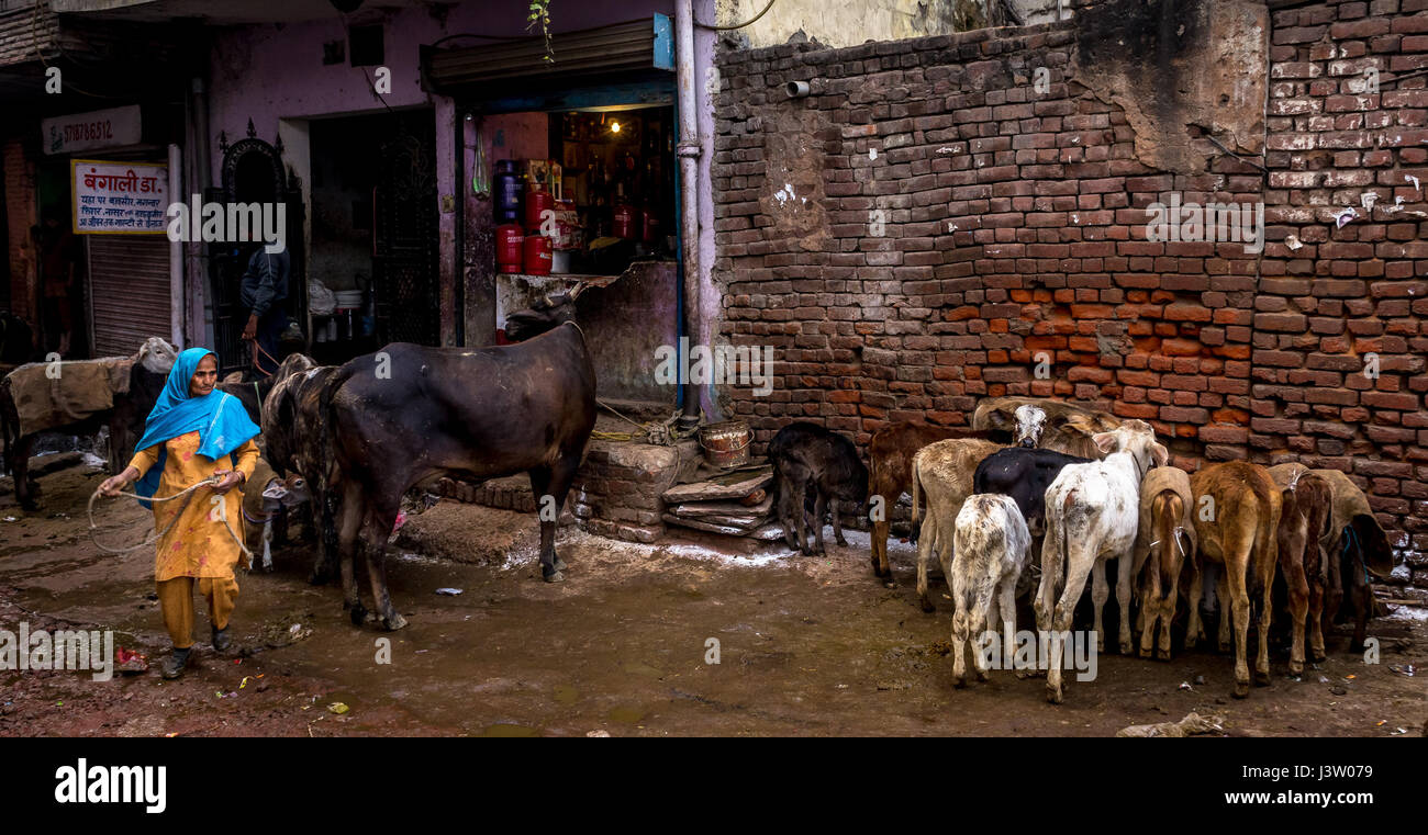 Les vaches d'être entassés dans la rue à Delhi, Inde Banque D'Images