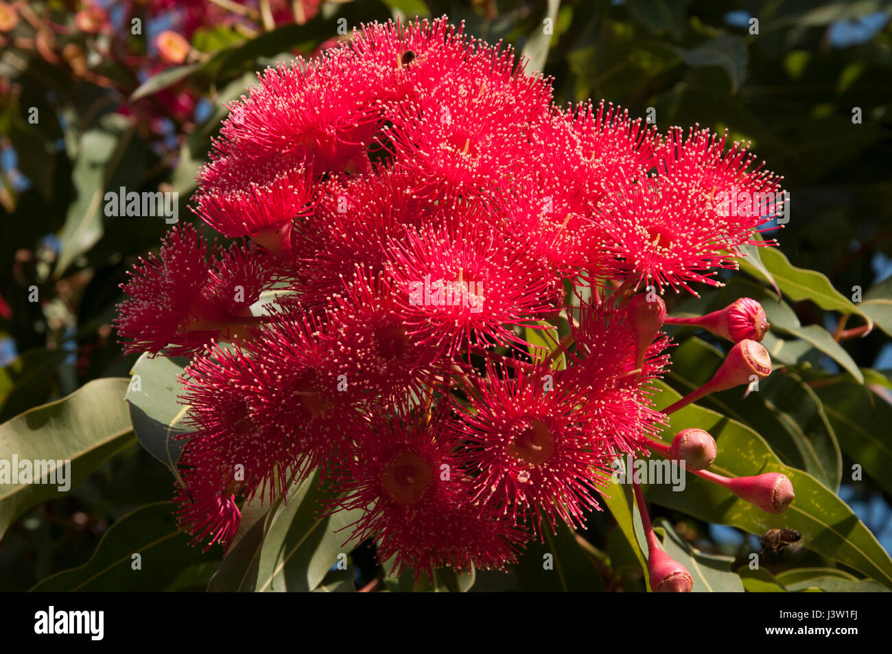 Gomme rouge à fleurs, Corymbia fifolia (anciennement Eucalyptus fifolia), Melbourne, Australie Banque D'Images