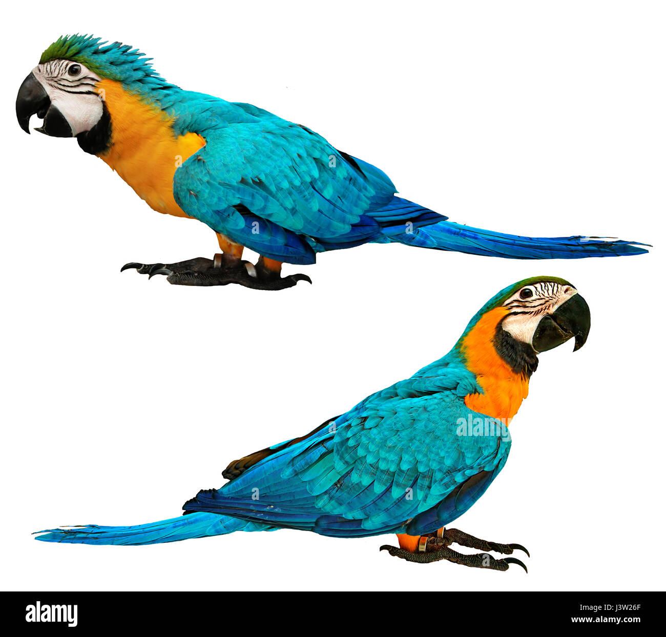 Comparaison de mâle bleu et jaune macaw parrot avec l'âge de 4 mois en photo sur l'oiseau et l'âge de 3 mois dans la figure ci-dessous, isolé sur fond blanc. Banque D'Images