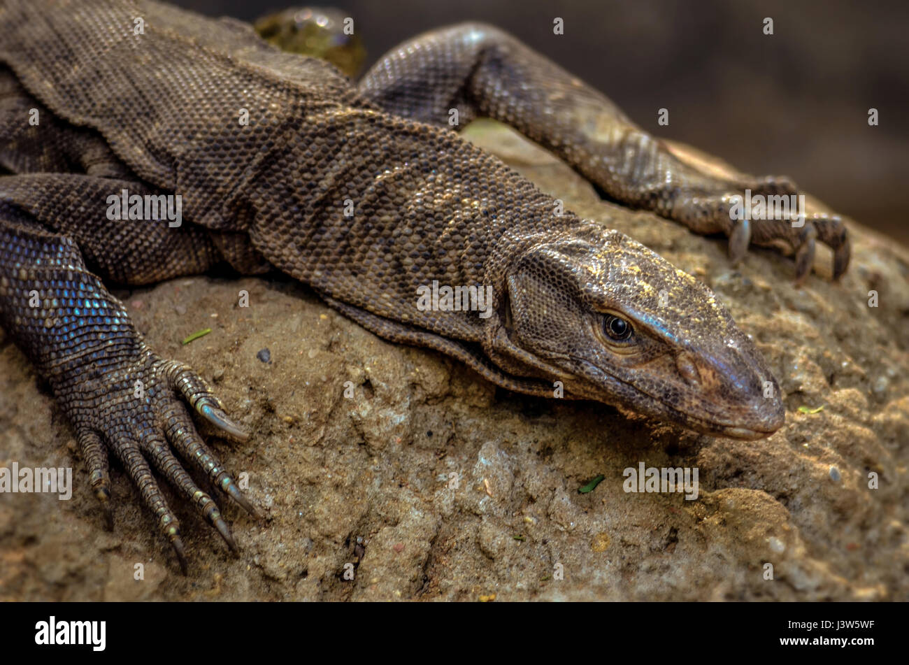 Moniteur du Bengale indien commun ou varan libre -de la faune Banque D'Images