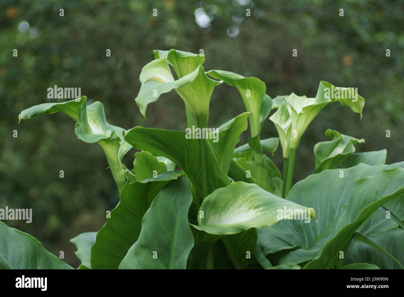 Zantedeschia 'Green Goddess' Banque D'Images
