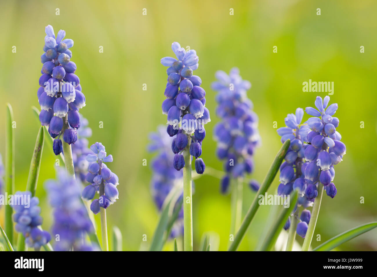 Blue Bells fleurs de printemps Banque D'Images