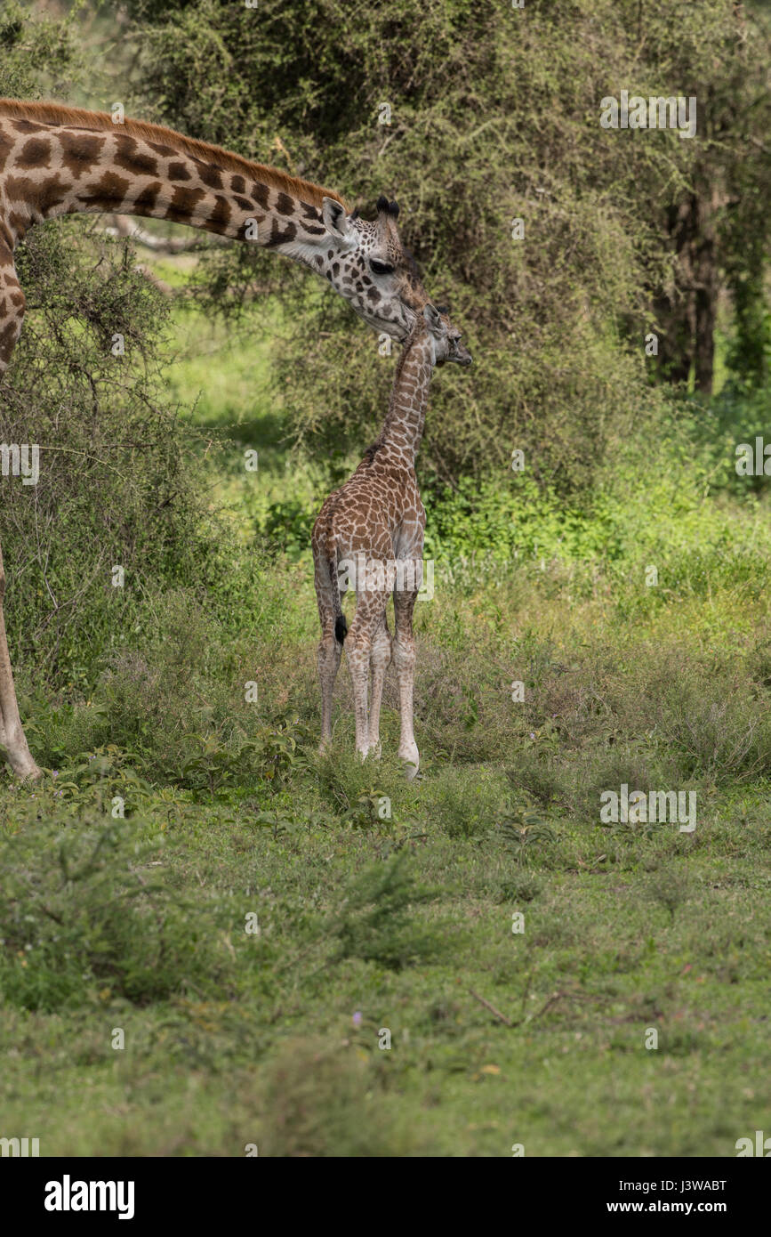 Girafe Masai mère et son petit, en Tanzanie Banque D'Images