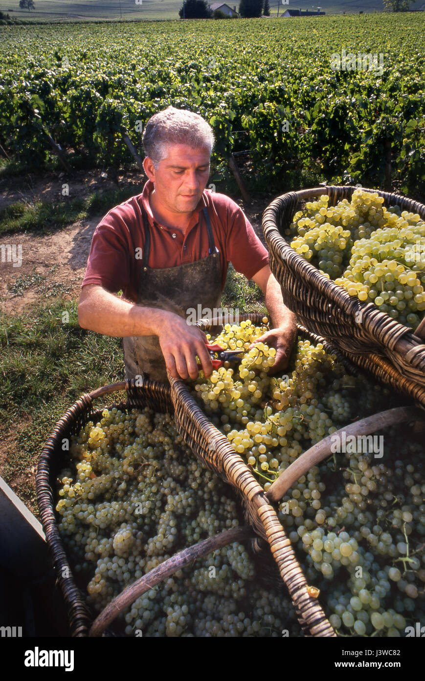 Chardonnay Grand cru triant des raisins récoltent des paniers traditionnels en osier dans le vignoble de Louis Latour sur la colline de Corton, Aloxe-Corton, Côte d'Or, France. Banque D'Images