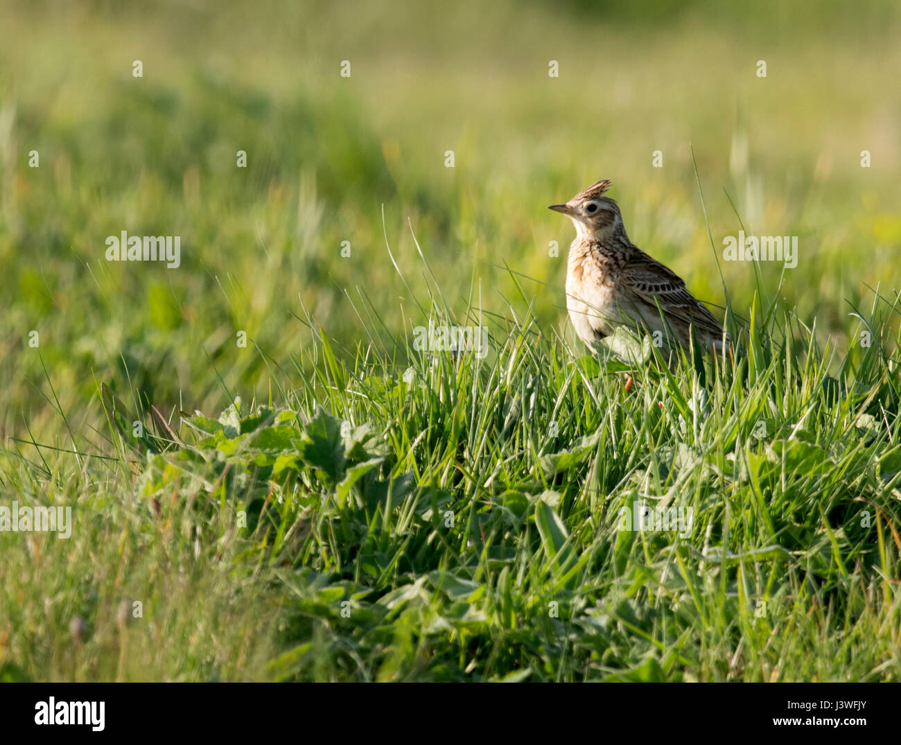 Une alerte Skylark (Alauda arvensis) avec le crest soulevées, Pembrokeshire Banque D'Images