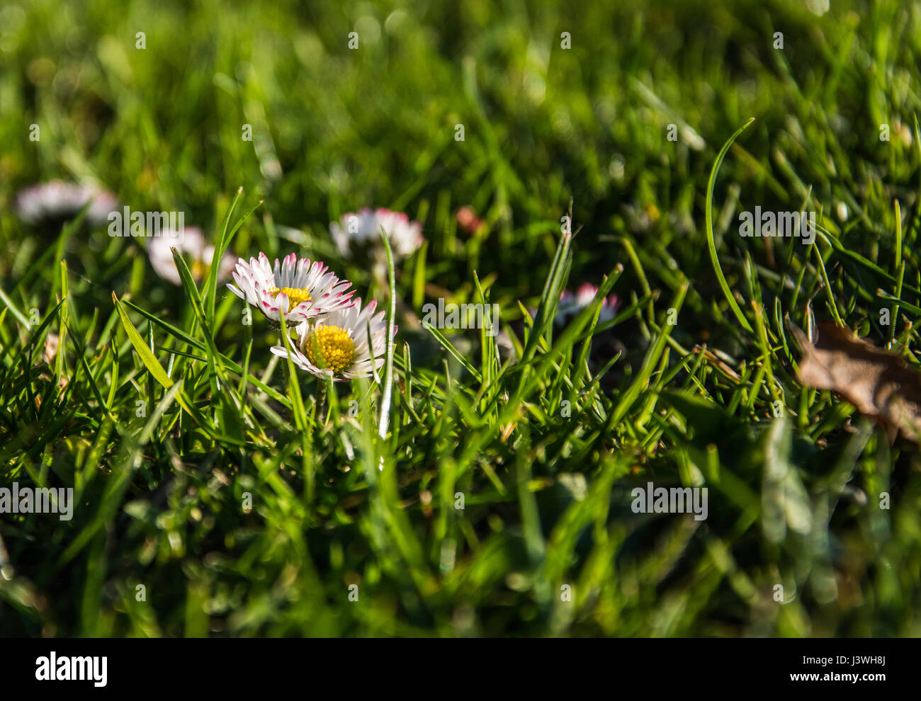 Close up de deux Marguerites - Bellis perennis - peeping hors de l'herbe. Banque D'Images
