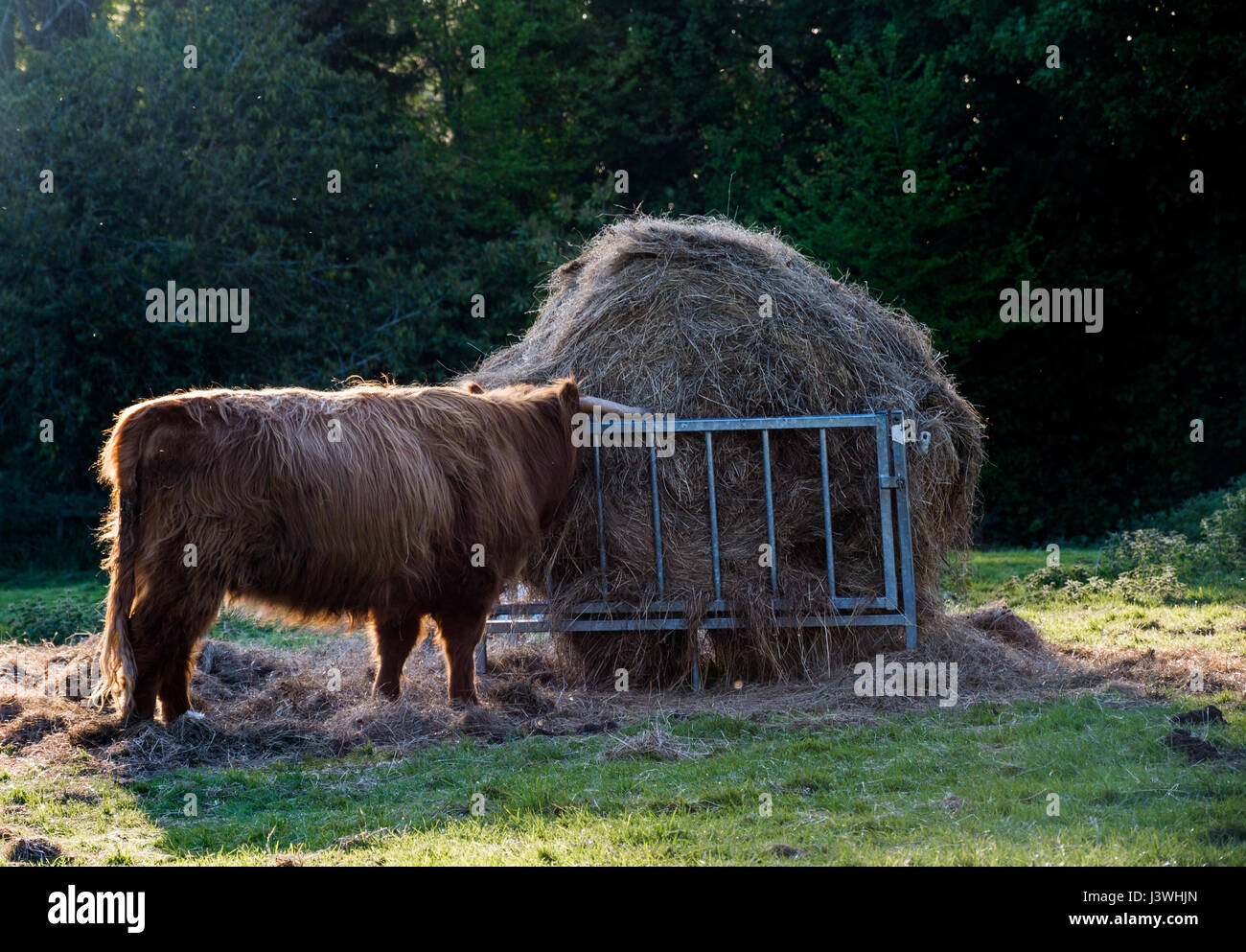 Aberdeen Angus femelle de manger du foin, de l'UK. Banque D'Images