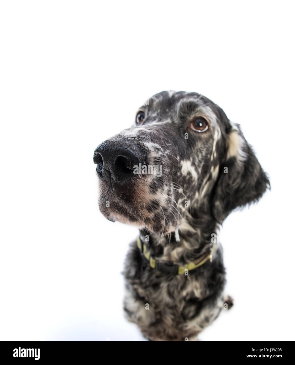 Setter Anglais Chien Sur Un Fond Blanc Banque Dimages