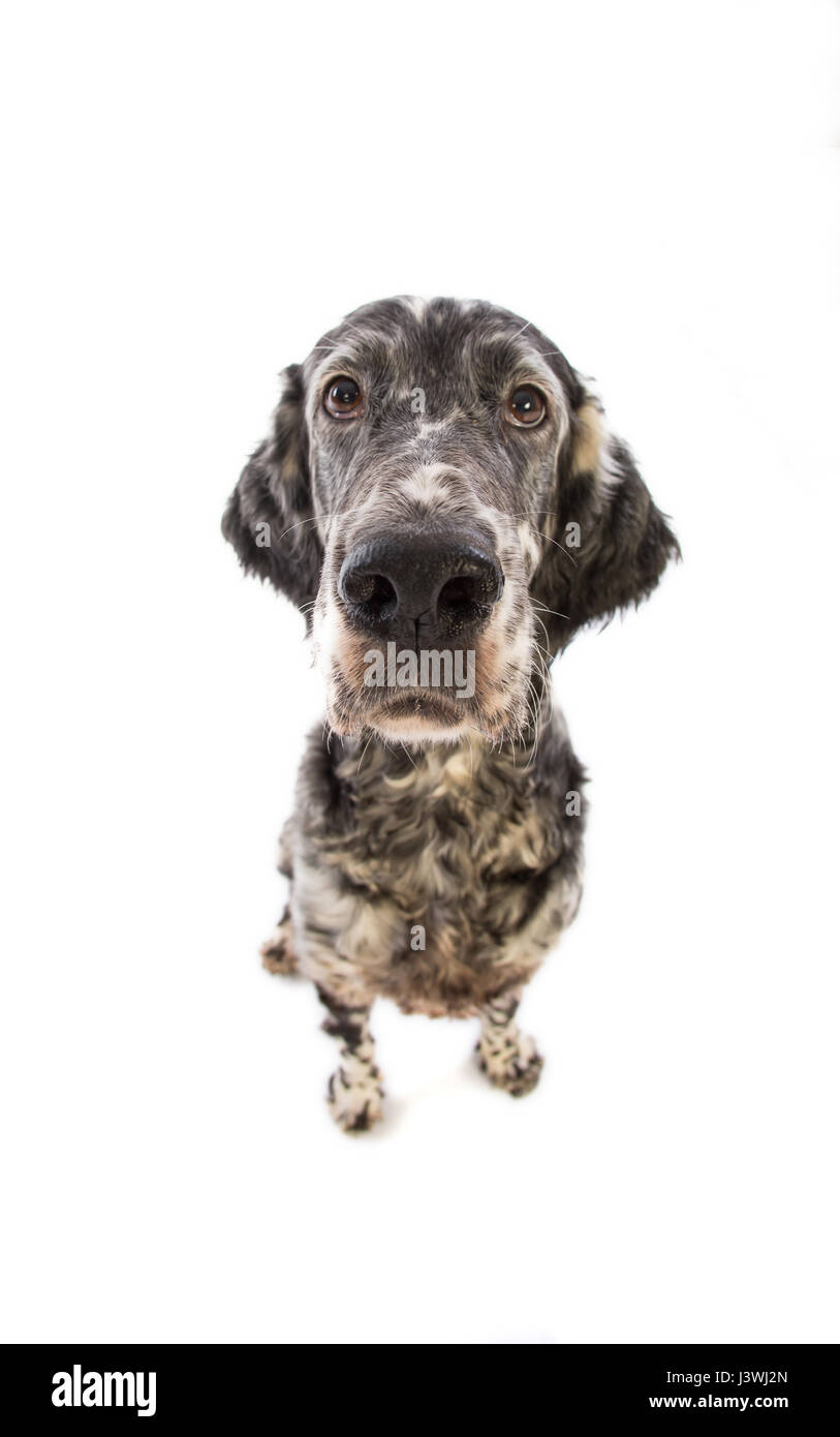 Setter anglais chien sur un fond blanc Banque D'Images