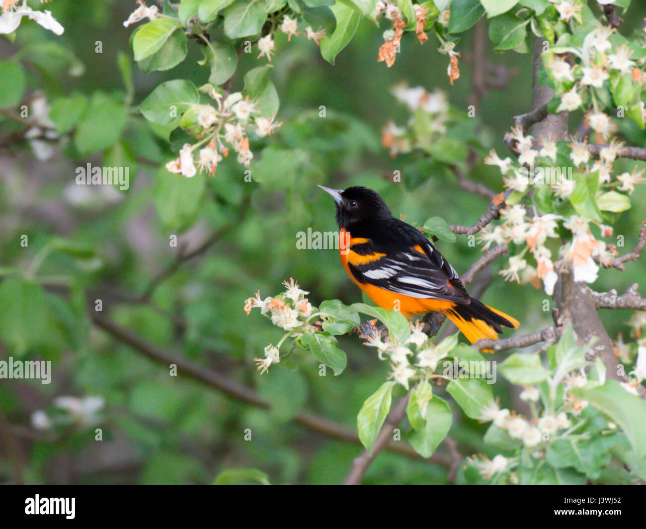 L'Oriole de Baltimore mâle en arbre en fleurs Banque D'Images