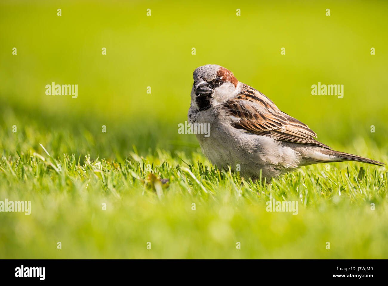 Photo horizontale de l'homme célibataire sparrow gris et brun avec de belles plumes. Oiseau en herbe verte et a une noire les graines de tournesol dans un bec qui Banque D'Images