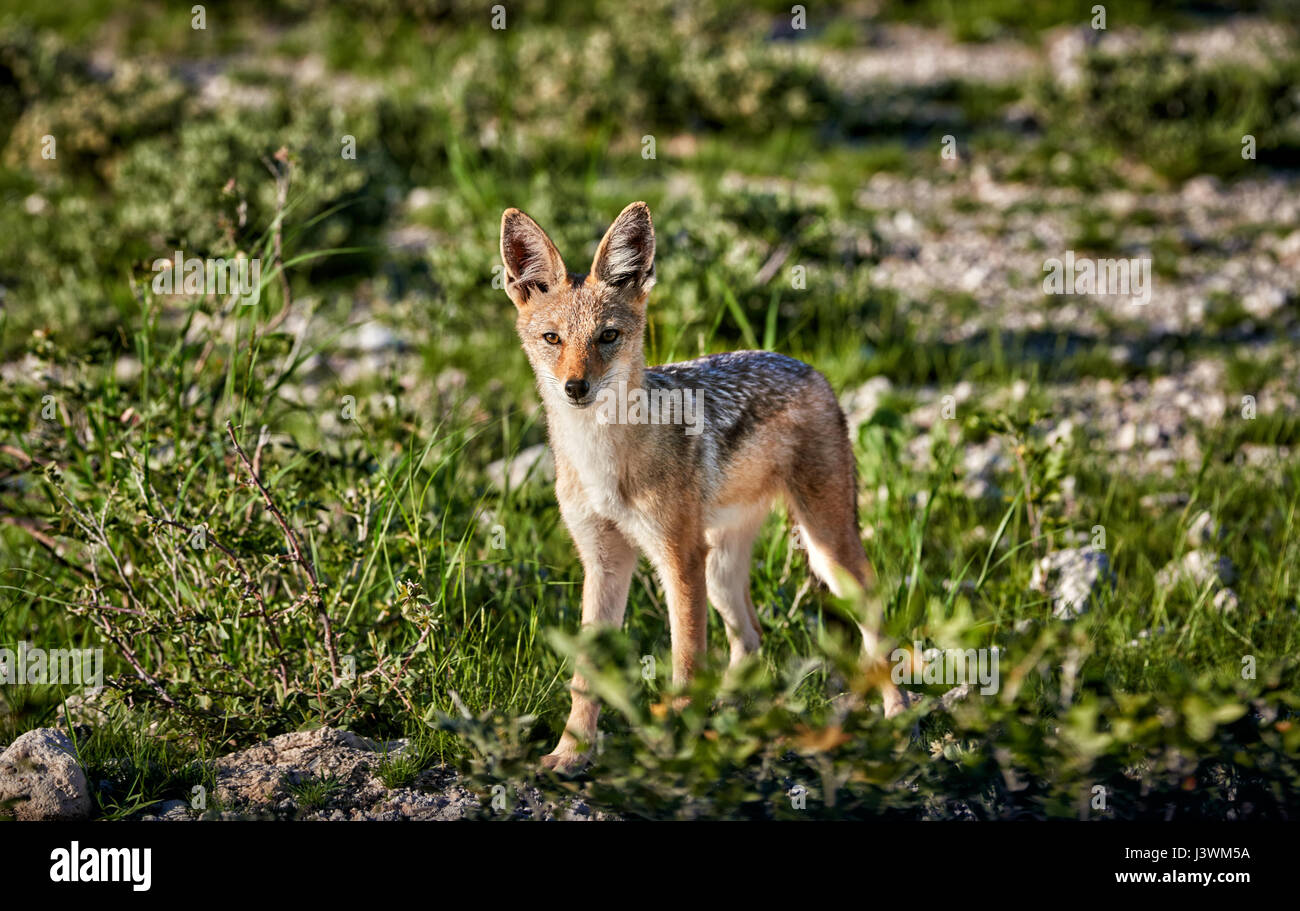 Le chacal à dos noir, Canis mesomelas, Etosha National Park Banque D'Images